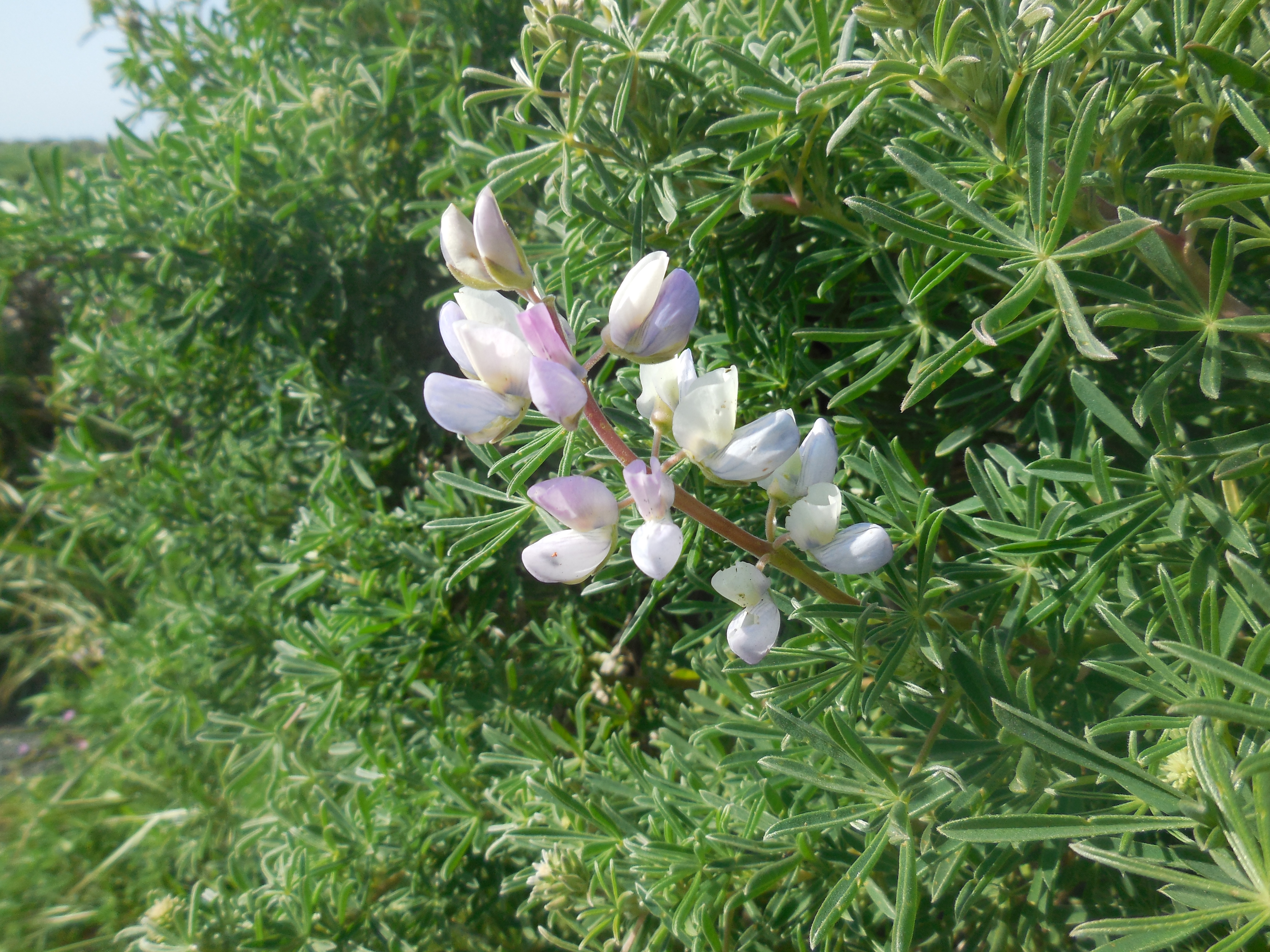 coastal bush lupine (Lupinus arboreus)